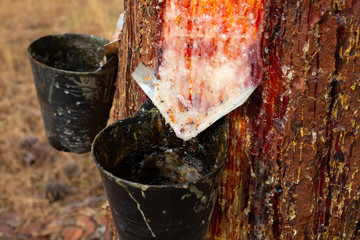 Collecting pine resin in buckets, closeup. High quality photo