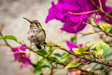 Risueño el Colibrí © Gabriel