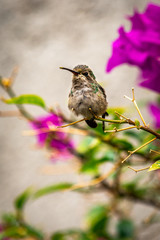 Colibrí dormilon