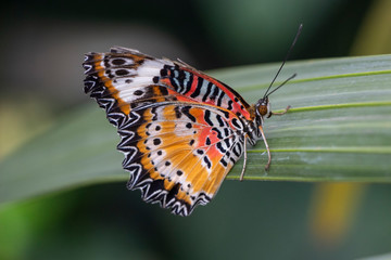 Orange, black and white butterfly with slightly tattered wings.