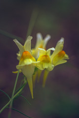 Summer flowers