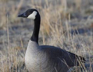 canada goose branta canadensis