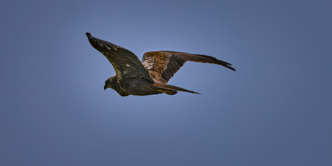 This guy is out on a hunt in clear blue skies for the best possible prey it can get for his sumptuous meal.