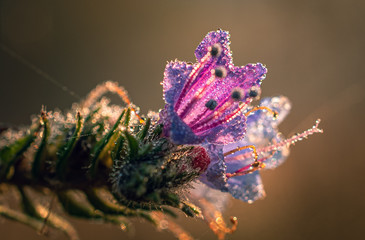 Summer flowers
