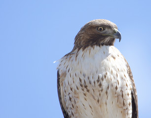 red tailed hawk