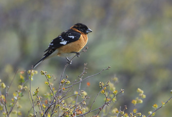 black-headed grosbeak in a meadow 