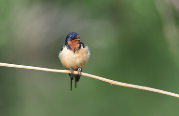 barn swallow on a branch