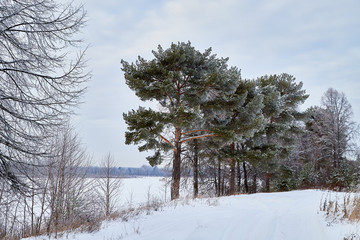 View from the shore of a river or lake, when the water is covered with a of ice powdered with snow and trees foreground. Winter landscape