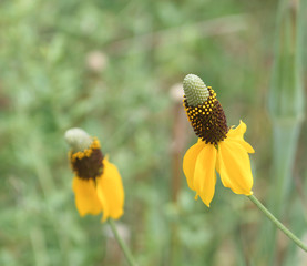 Coneflower