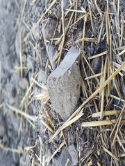 dry grass in the snow