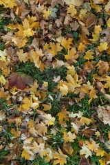 Autumn leaves texture background