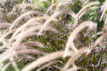 Beautiful close up ecology nature landscape with meadow. Abstract grass background.