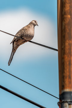 Ave espiando desde el alambre
