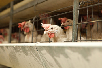 Chickens in an industrial chicken coop on a large © Дэн Едрышов