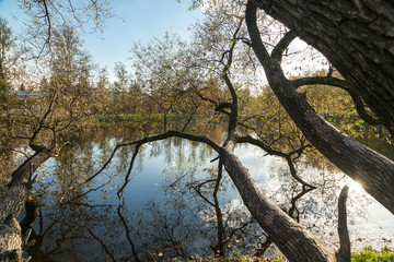 Empty tree branches without leaves in autumn park near small lake