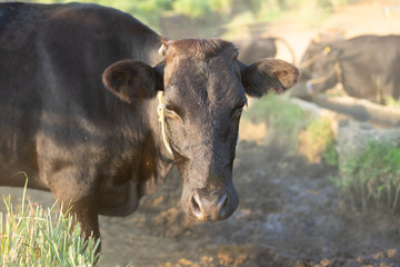 カメラ目線の黒牛