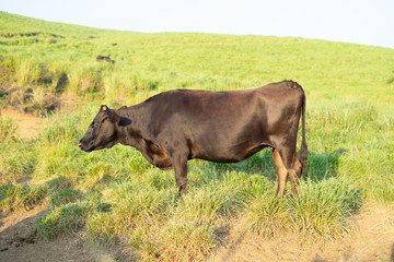 草原に立つ黒牛