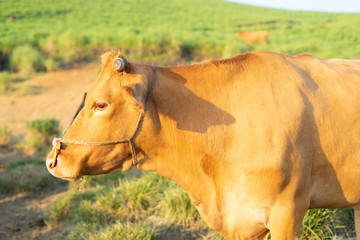 草原に立つ赤牛の横顔