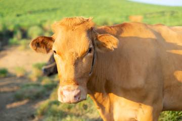 草原に立つカメラ目線の赤牛