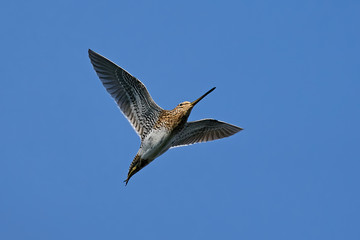 Common snipe (Gallinago gallinago) in flight
