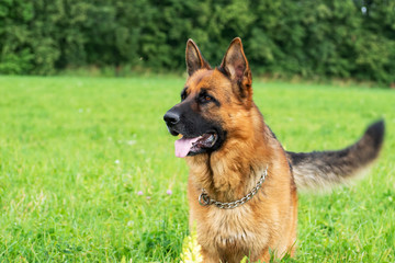 German shepherd resting and walking outdoors in a field