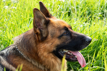 German shepherd resting and walking outdoors in a field