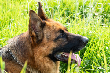 German shepherd resting and walking outdoors in a field