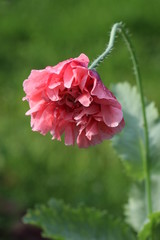 A close up of a flower