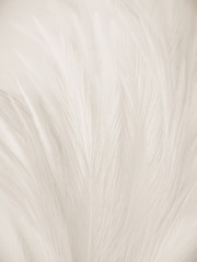 Obraz premium Beautiful abstract gray and white feathers on white background, soft brown feather texture on white pattern background, yellow feather background