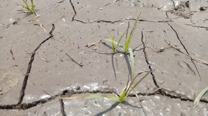 wet cracked soil