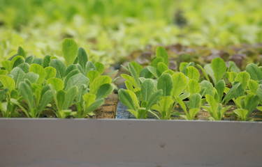 Vegetable plant growing in garden of organic farm, Farming Concept.