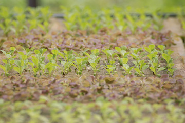 Vegetable plant growing in garden of organic farm, Farming Concept.