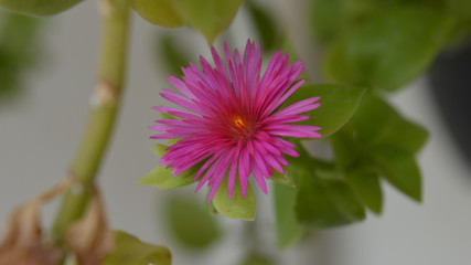 Small Pink Flower