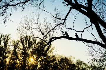Black crow silhouette on branch of tree without leaves in autumn park