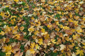 Autumn leaves texture background