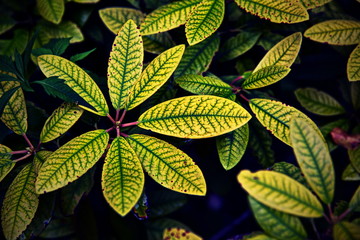 Green leaves of plants make up the composition. Tinted in purple. The concept 2019года - Moody...