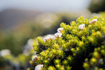 Tasmania's native white and Pink flowers on the top of Mount Wellington..