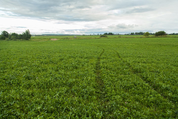 Fototapeta na wymiar Car traces in spring green field