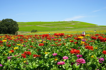 ジニアとみはらしの丘