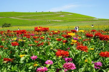 ジニアとみはらしの丘