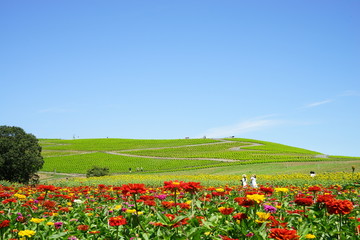 ジニアとみはらしの丘
