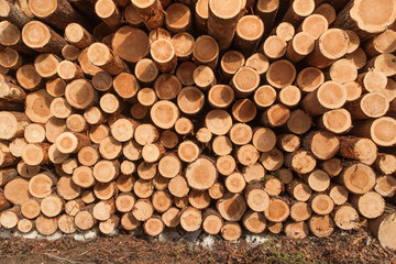 Pine logs texture background