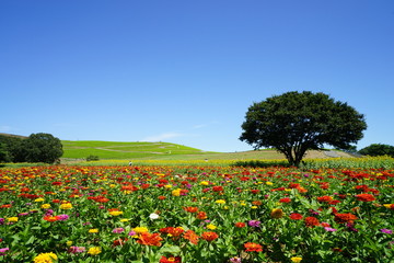 ジニアとみはらしの丘