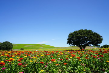 ジニアとみはらしの丘