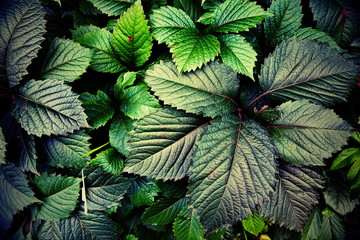 Green leaves of plants make up the composition. Tinted in purple. The concept 2019года - Moody...