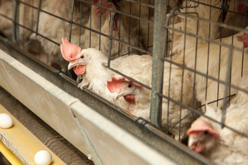 Chickens in an industrial chicken coop on a large