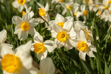 daffodil flowers in the flowerbed