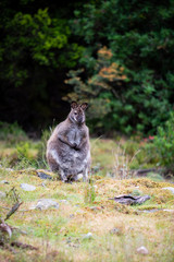 Tasmanian native wallaby on Cradle Mountain. Australia
