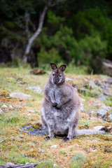 Naklejka na ściany i meble Fat little Australian wallaby sitting amongst native bushland on Cradle Mountain Tasmania.