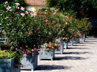 row of pink white and red oleander flower bushes. botanical name Nerium oleander. Mediterranean shrub. beauty in nature. exotic flowers. gardening concept. outdoors and nature. house in the background